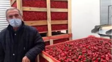 Osmaneli'den Makedonya'ya acı biber ihracatı başladı