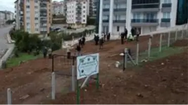 Sinop'ta asırlık zeytin fideleri toprakla buluştu