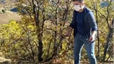 Sungurlu'da süne sürvey çalışmaları başladı