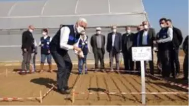 Ata tohumu 'Karakılçık' buğdayı toprakla buluştu