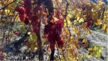 Aydın'da yayla üzümleri üreticinin yüzünü güldürdü