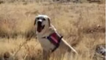 Kaybolan Alzheimer hastası kadını iz takip köpeği 'Dost' buldu