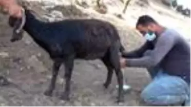 Hataylı çobanlar teleme yoğurdu geleneğini devam ettiriyor