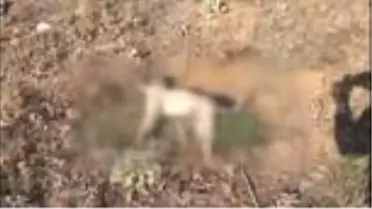 4 köpeğin zehirlendiği iddiası