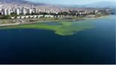 'Deniz marulları' İzmir Körfezi'ni yeşile bürüdü