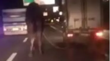 Trafikte koşturulan deve, yeni yerinde koruma altında