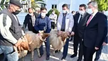 Osmaniye'de yetiştiricilere koç dağıtıldı.