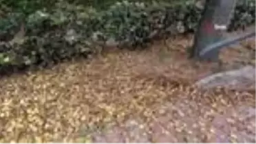 Temizlik ekiplerinin 'yaprak' mesaisi kolaylaştı