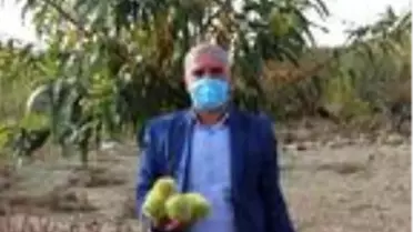 Demirci'de kestane hasadı başladı