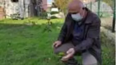 Dut fidanı, kasım ayında meyve verdi