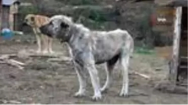 Ölmekten kurtarılan 'Toki' değişimi ile şaşırtıyor