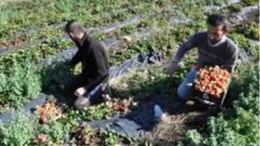 Sason'da yılın son çilek hasadı başladı