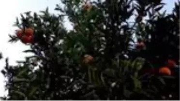 Bodrum mandalinasının kokusu ABD'ye taşındı