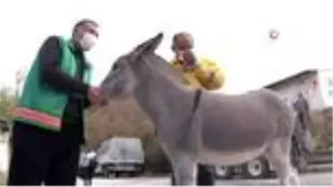 Farklı türlerin dostluğu görenleri şaşırtıyor