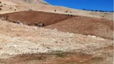 Tut ilçesi lavanta kokacak