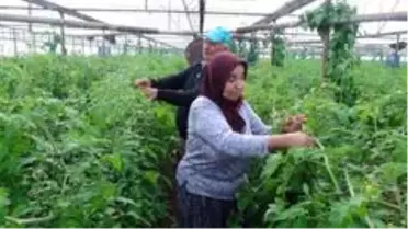 Antalya'da domates üreticisi kışa hazırlanıyor