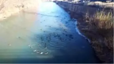 Yaban ördekleri Çoruh Nehri'ni mesken tuttu