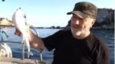 İstilacı zehirli balon balıkları, Kuzey Ege'ye ulaştı