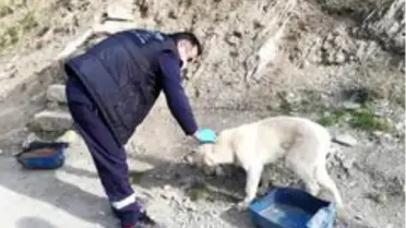 Sokağa çıkma yasağında da can dostlar unutulmadı