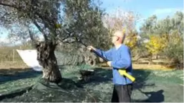 Balıkesir'de sokağa çıkma yasağı zeytin hasadına engel olmadı