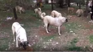 Hayvan severler sokak hayvanlarını kısıtlamada yalnız bırakmadı