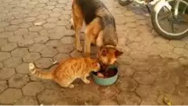 Kedi ile köpeğin şaşırtan dostluğu