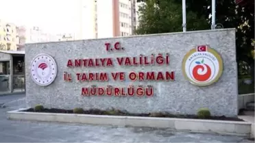 Balıkçılar balon balığı kuyruk alımına ilgi gösterdi