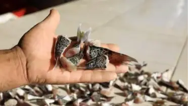 Balon balığı kuyruğu teslimatı başladı