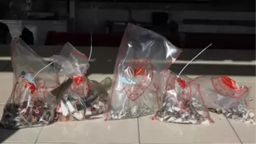 Kuyruk başına 5 TL ödeme yapılıyor! Antalyalı balıkçı, 400 adet balon balığı kuyruğuyla geldi