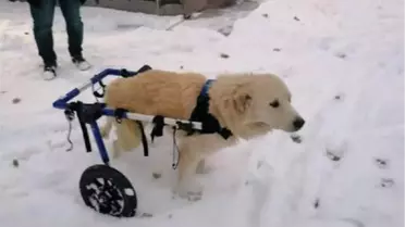 Arka bacakları felçli Lokum'a yürüteç