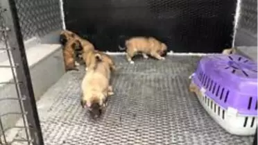 Çalılıklarda bulunan yavru köpekler koruma altına alındı