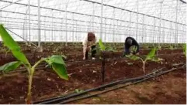 Akıllı sistemle yönetilen serada yıl boyu muz üretilecek