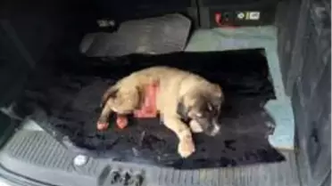 Yavru köpeğin boğazını kesip karnını deştiler