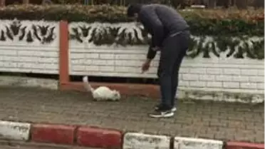 Dumlupınar'da sokak hayvanları belediye tarafından besleniyor