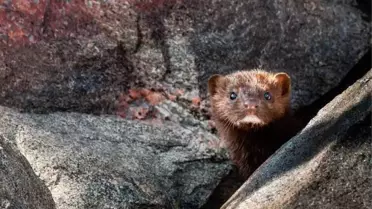Vahşi doğada ilk vaka! Yabani bir vizonda koronavirüs çıktı