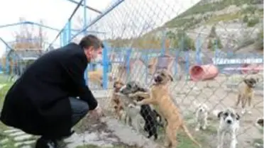 Burdur'da sokak köpeğinin katledildiği iddiasına yalanlama