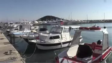 Antalyalı balıkçılar, 'balon balığı kuyruk alımına' ilgi gösteriyor