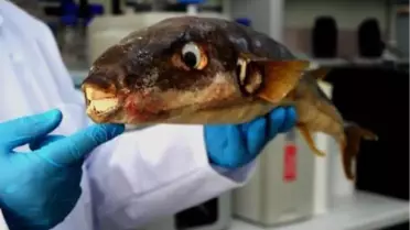 Balon balığının zehri, kanser hastalarının acılarını dindirmek için umut olabilir