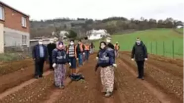 Çan Belediyesi salep fidanlarını toprakla buluşturdu