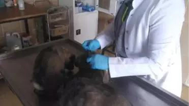 Çöp depolama alanına bırakılan yavru köpeklere belediye sahip çıktı