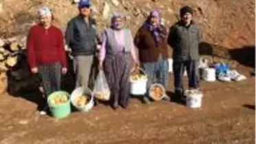 Fakirin eti çıntar mantarı için ormana akın başladı