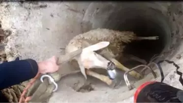 Son dakika haberleri: 30 metre derinlikteki kuyuya düşen koyunu itfaiye kurtardı