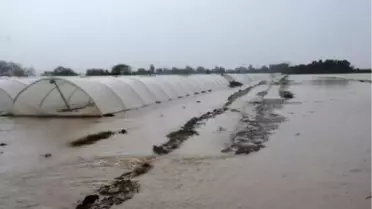 Antalya'daki selde zarar gören 15 bin ton çilek çöpe gitti