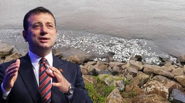 Sultanbeyli'deki balık ölümleri iktidar ve muhalefeti karşı karşıya getirdi