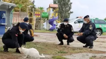 Jandarma, kısıtlamada sokak hayvanlarını besledi