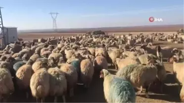 Kuzuların koyunlarla buluşması renkli görüntüler oluşturdu