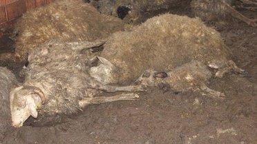 Hayvancılıkla geçimini sağlayan aile yılın son günü dehşeti yaşadı! Sokak köpekleri 63 koyunu telef etti