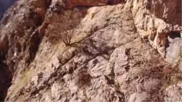 Yabani dağ keçileri drone ile görüntülendi
