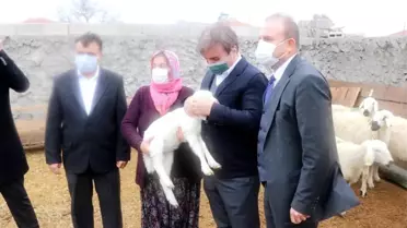 Aksaray'da küçükbaş hayvan sayısı 1,5 milyona çıkacak