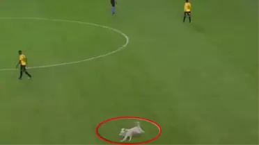 Polis köpeği bir anda sahaya daldı! Futbolcular ne yapacaklarını şaşırdı